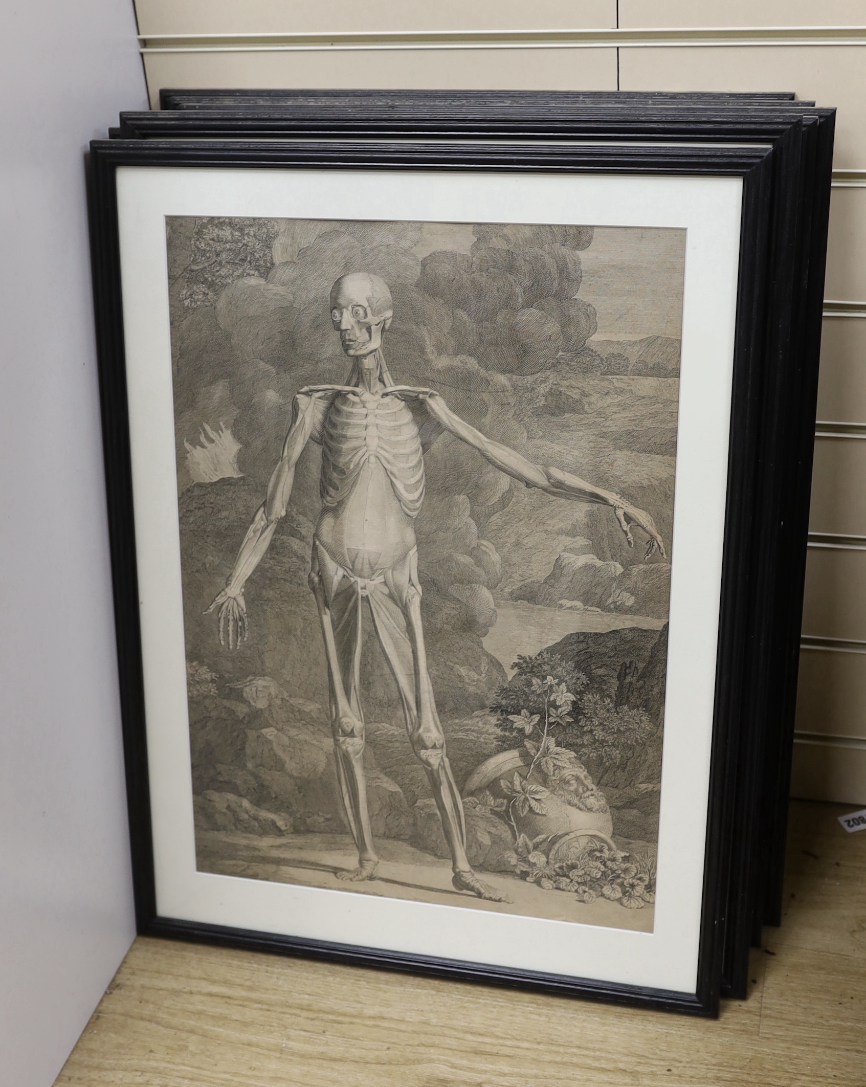 After Bernhard Siegfried Albinus (German / Dutch, 1697-1770), set of eight engravings, anatomical and skeletal figures, 52 x 37cm